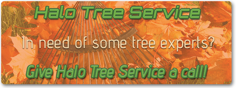 Halo-Tree-CTA-Autumn-5a21c75c4f60b