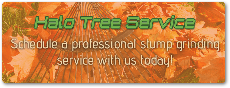 BB-Why-Stump-Grinding-Is-Better-Than-Stump-Removal-CTA-5ac6619173618