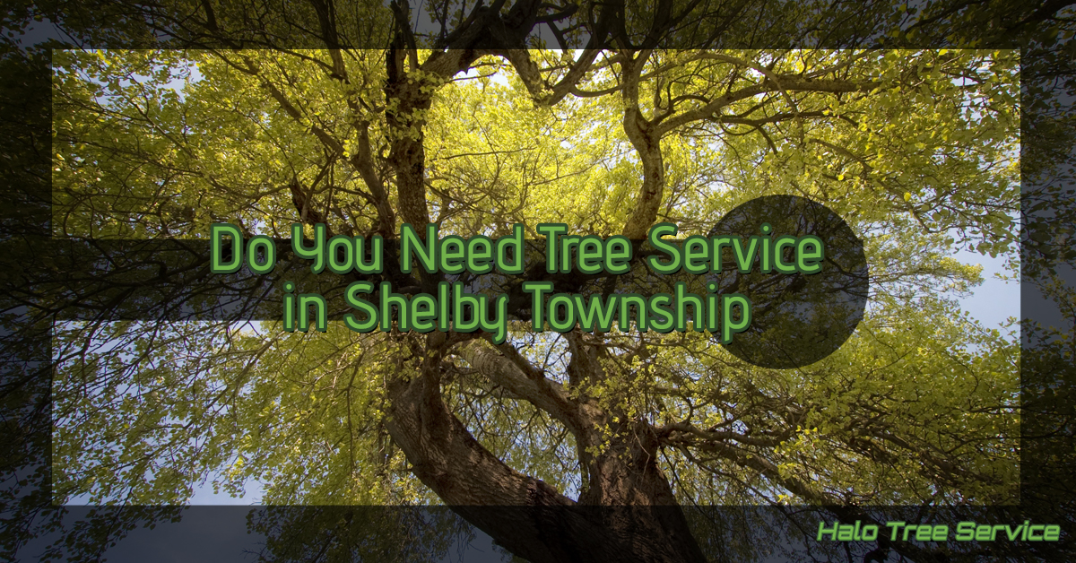 Do-You-Need-a-Tree-Service-5b439a55e48d1
