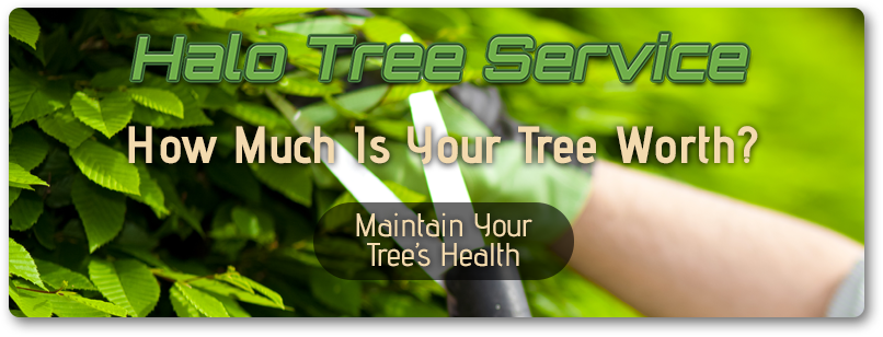 How-Much-Is-Your-Tree-Worth-5b438e5c339ec
