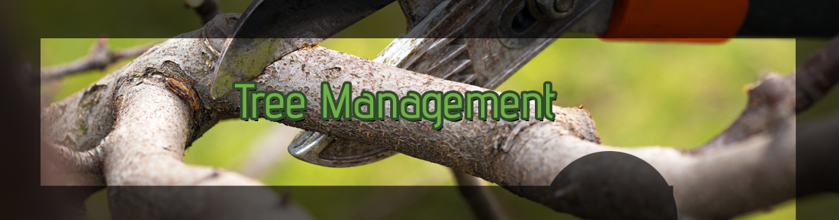 Recognizing-and-Handling-Invasive-Tree-Species-copy-2-5b4388676f012