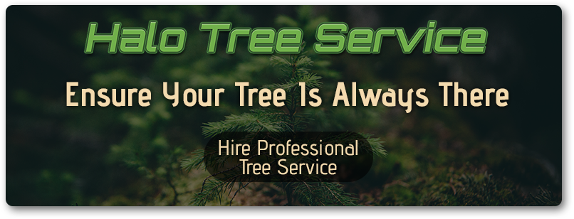 CTA-Ensure-Your-Tree-Is-Always-There-5b9fac2c0bf3b