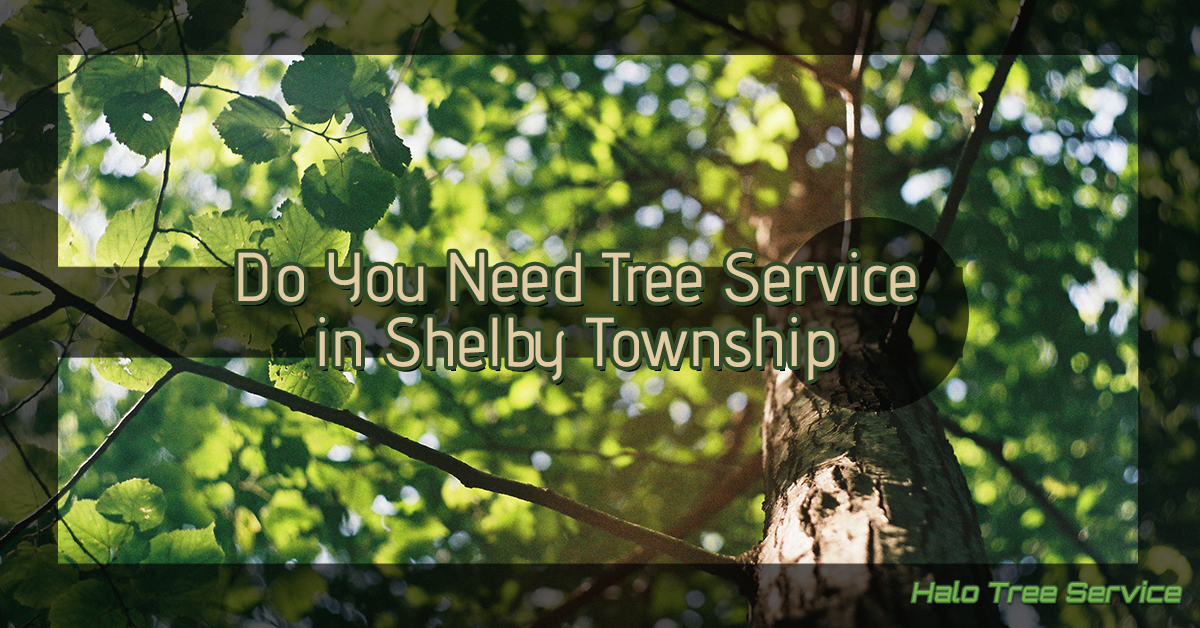 Do-You-Need-a-Tree-Service-5b9fac38dd882