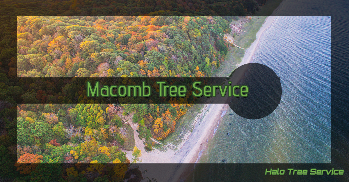 Macomb Tree Service banner over a picture of fall trees near a river