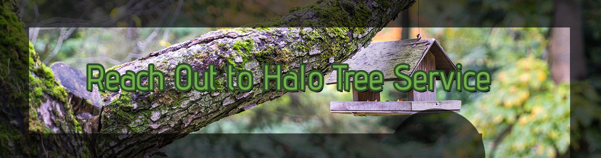 Reach-Out-to-Halo-Tree-Service-5b9fac448e7e7