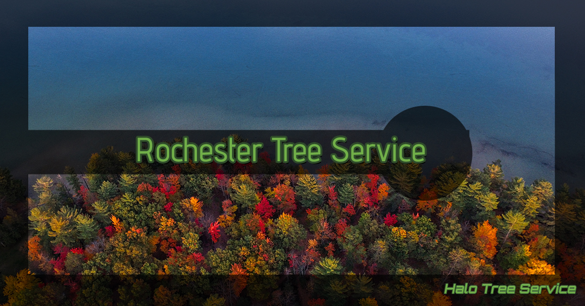 Rochester tree service banner over a picture of fall trees