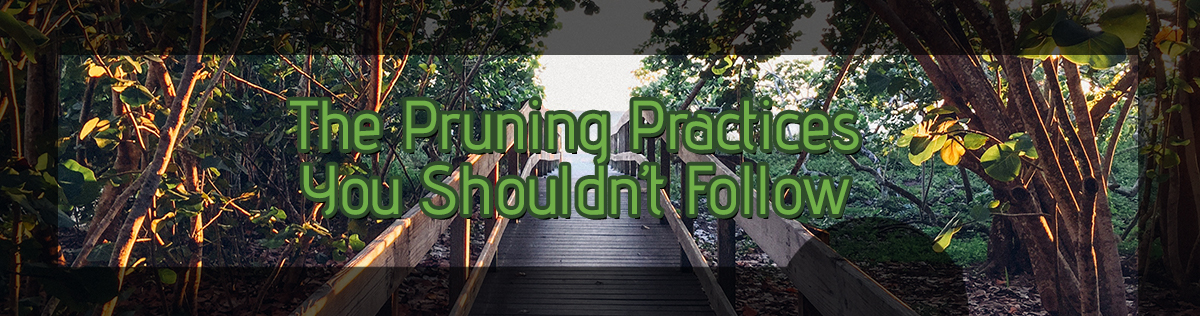 The-Pruning-Practices-5b9fac48b0f5c