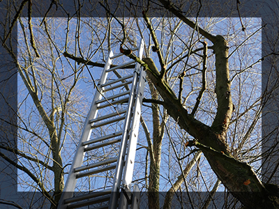 Do-You-need-Tree-Service-5dc5a148ebbd2