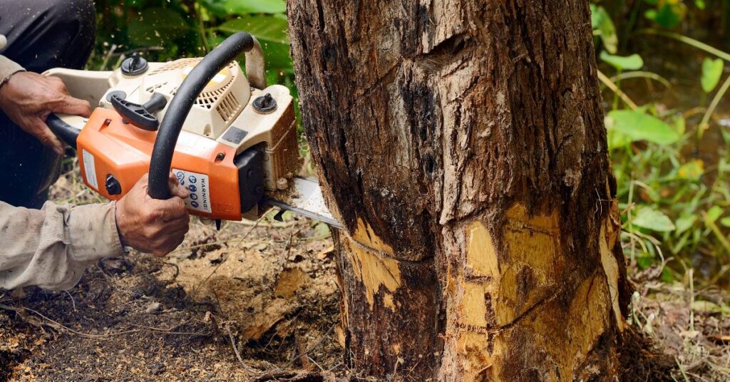 An image of tree removal.