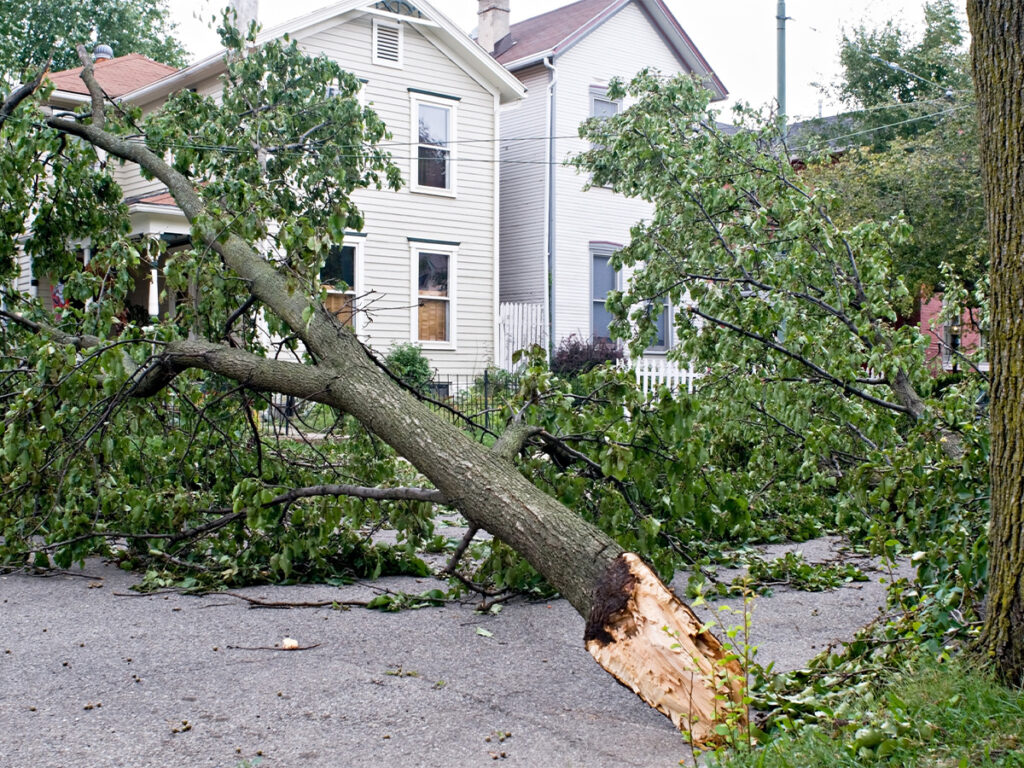 Image of a tree that has fallen due to a storm.