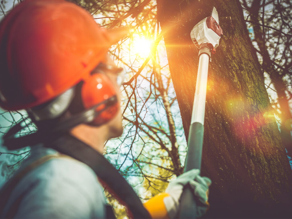 Image of a dead tree being removed.