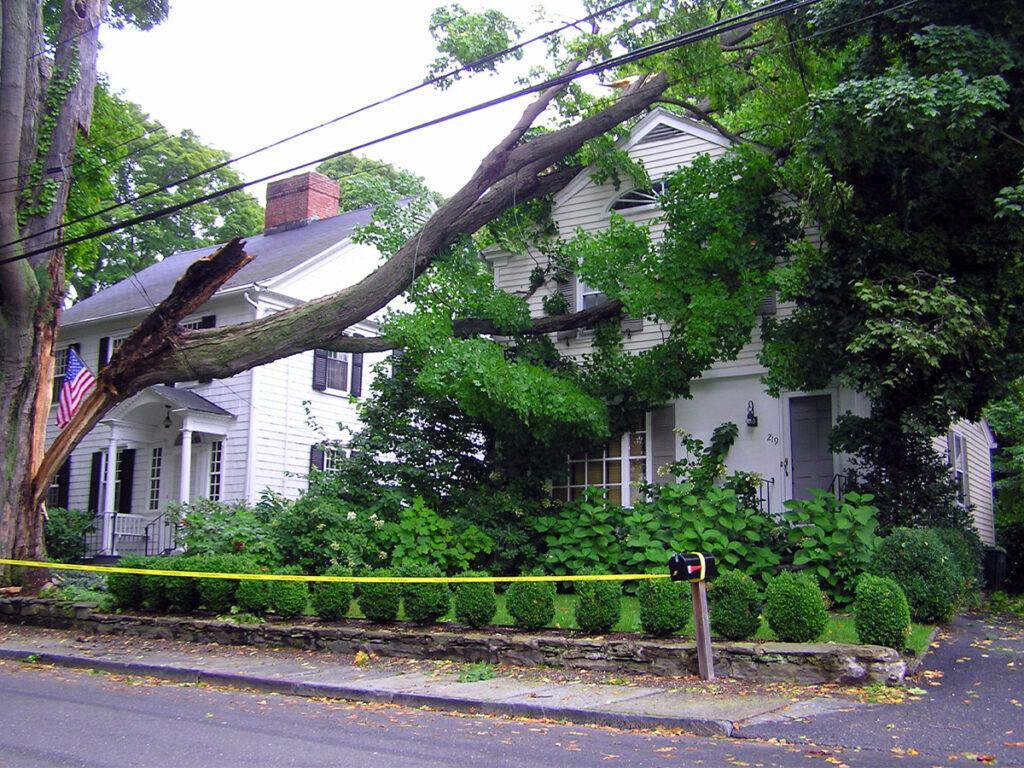 Image of a large tree that needs to be removed.