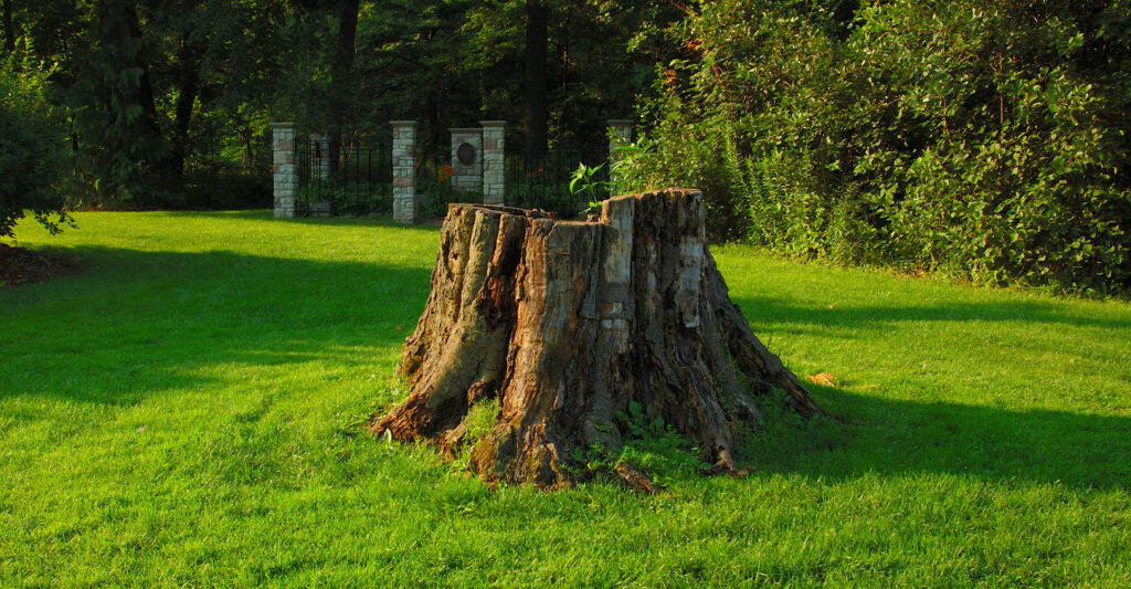 Image of a stump left behind after tree removal.