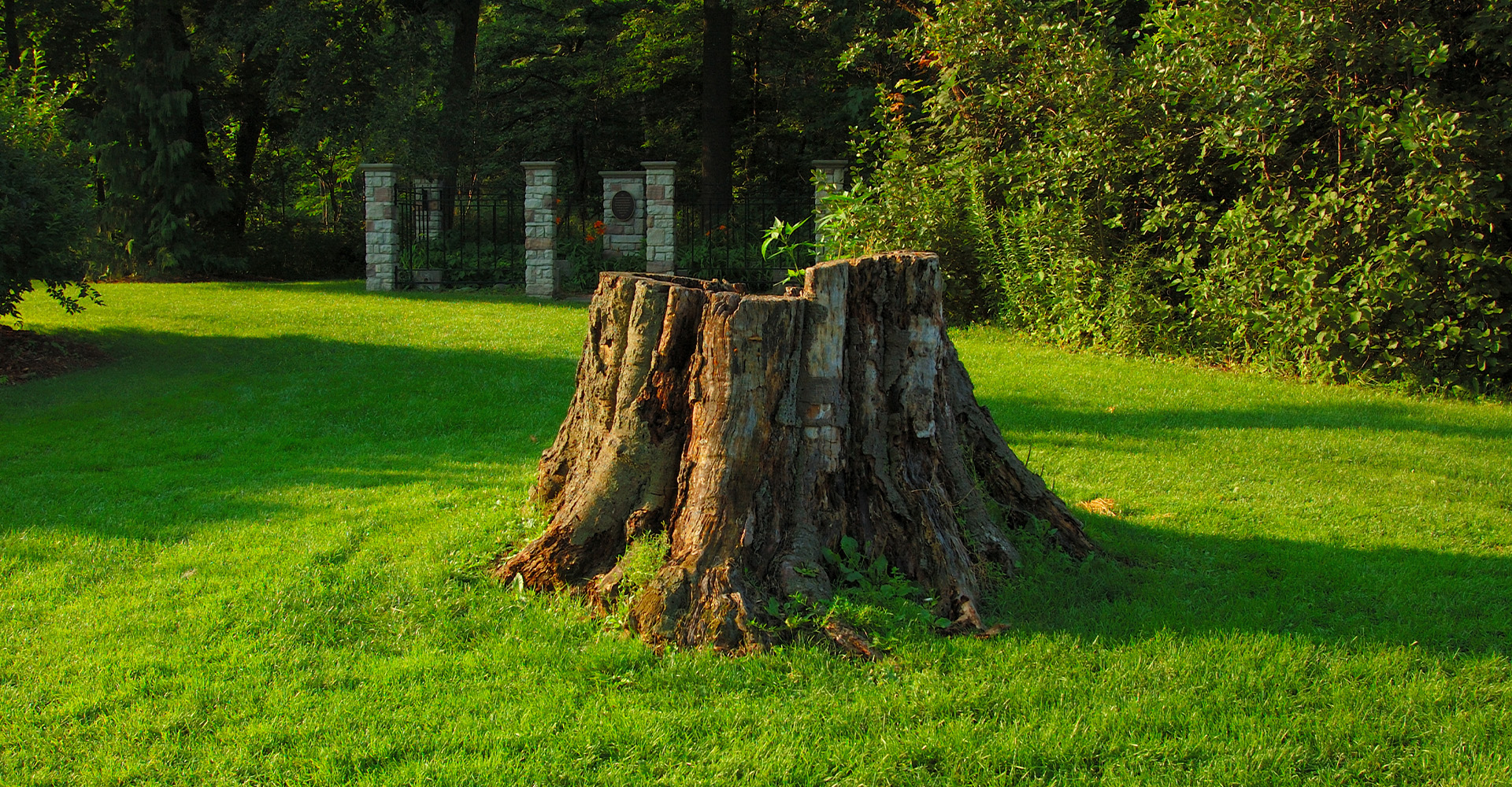 Image of a stump left behind after tree removal.
