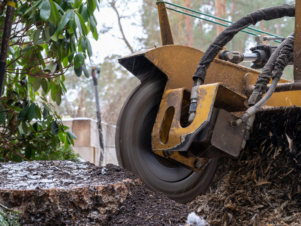 removing a tree stump during winter