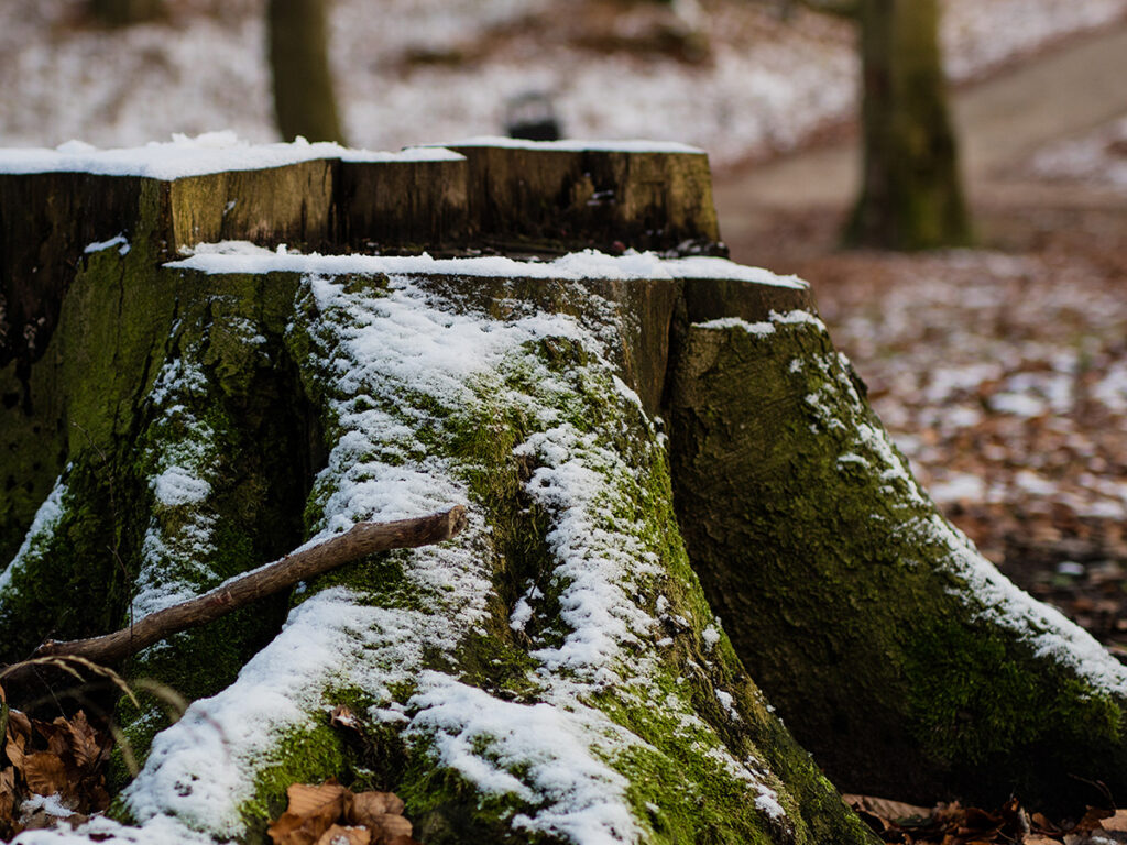 tree stump in winter