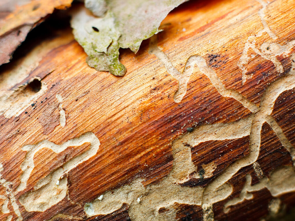 tree with damage from pests