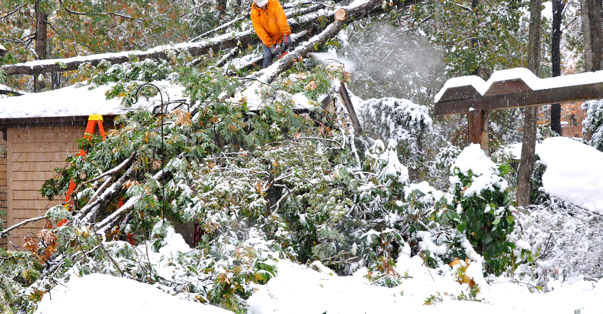 tree removal service in winter