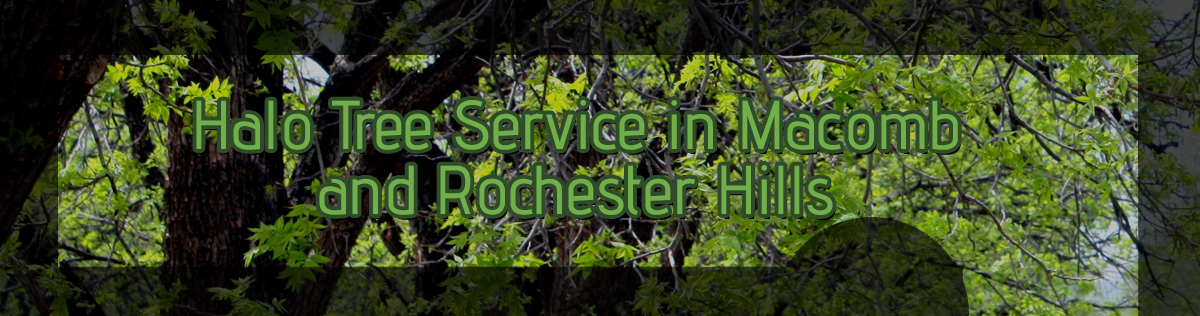 Recognizing-and-Handling-Invasive-Tree-Species-copy-3-5b43918f4314b