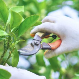 Pruning a tree