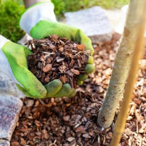 adding mulch to tree base