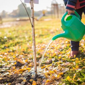 watering tree