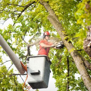 a professional sawing a tree from a cherry picker