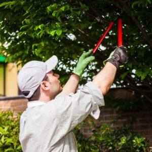 a person pruning tree branches