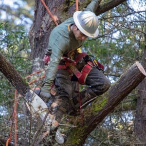 a person hanging in a tree using a chainsaw