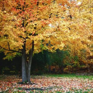 a tree with yellow and orange leaves