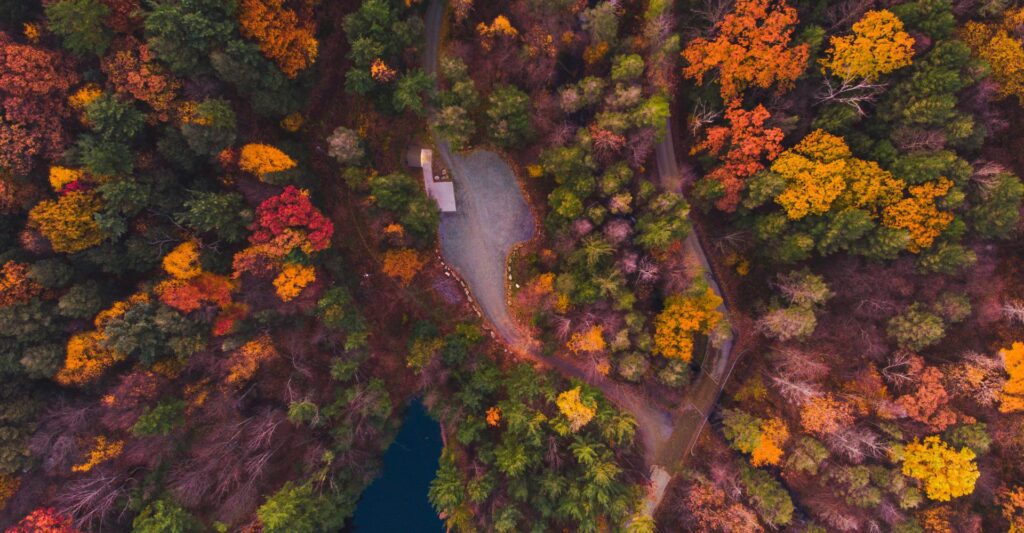 a colorful forest in fall