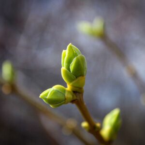 a budding tree