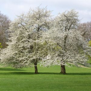 trees full of flowers on a green lawn