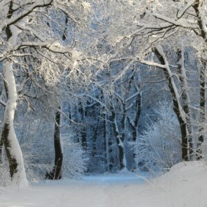 a forest of bare trees covered in snow