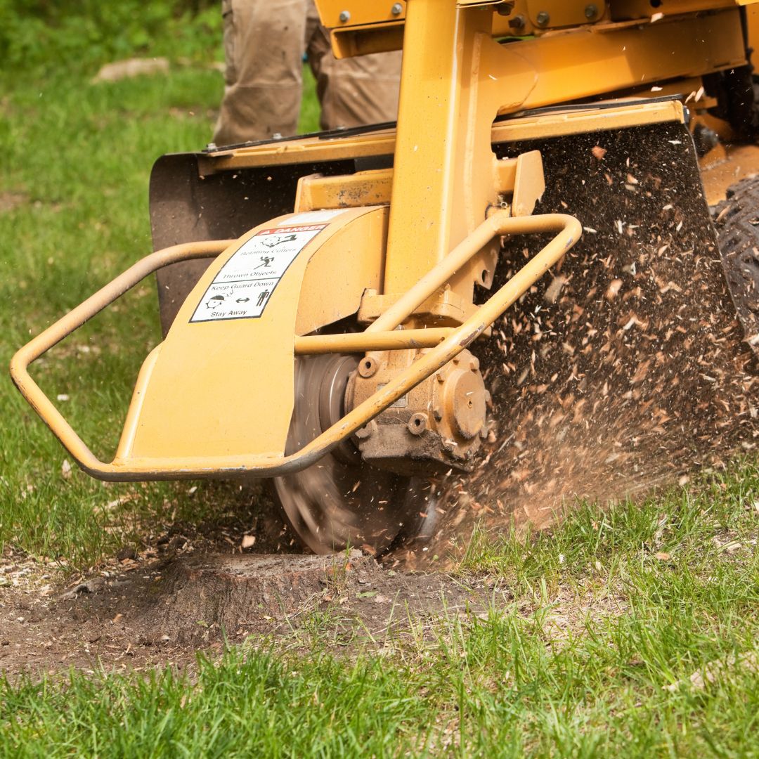 grinding up tree stump