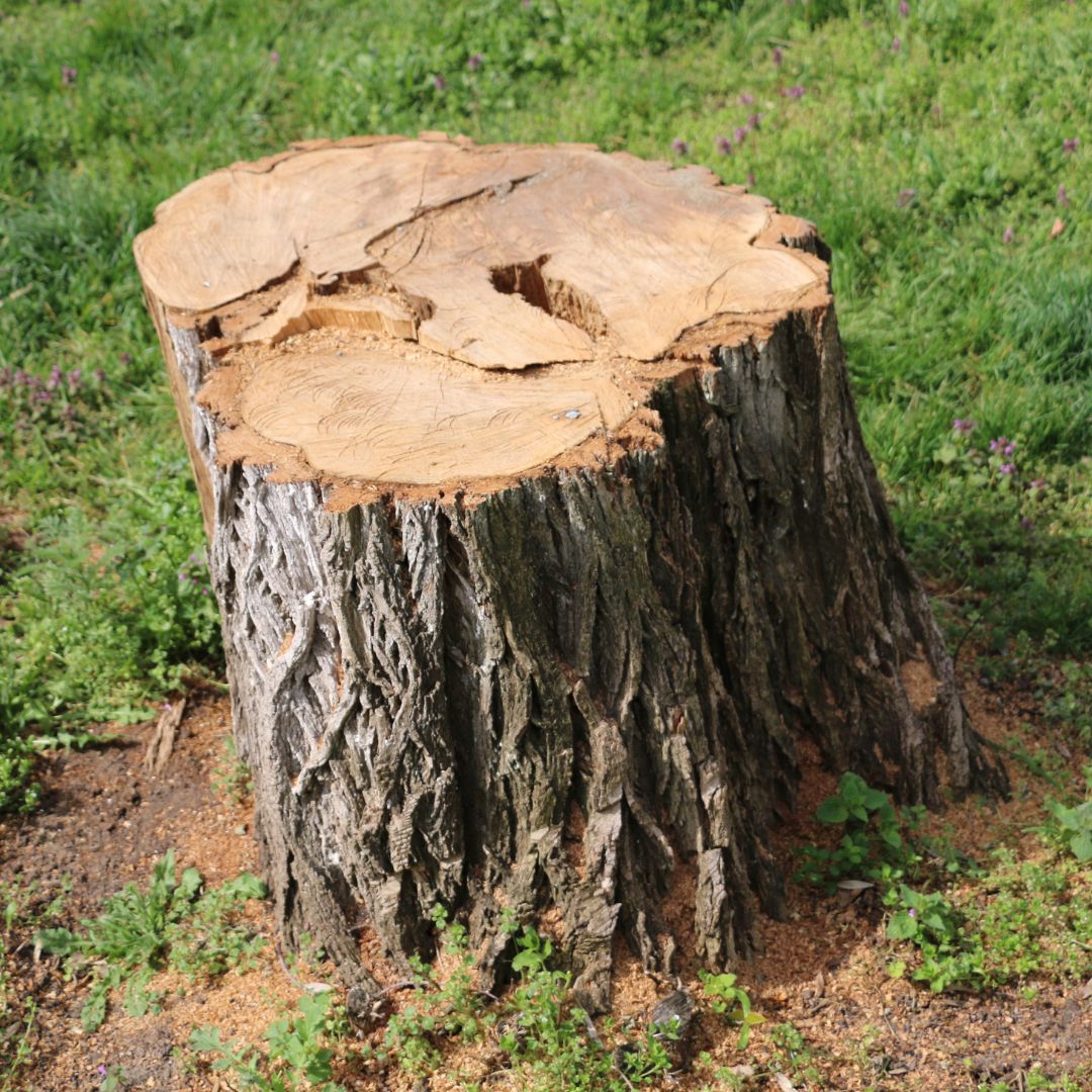 tree stump