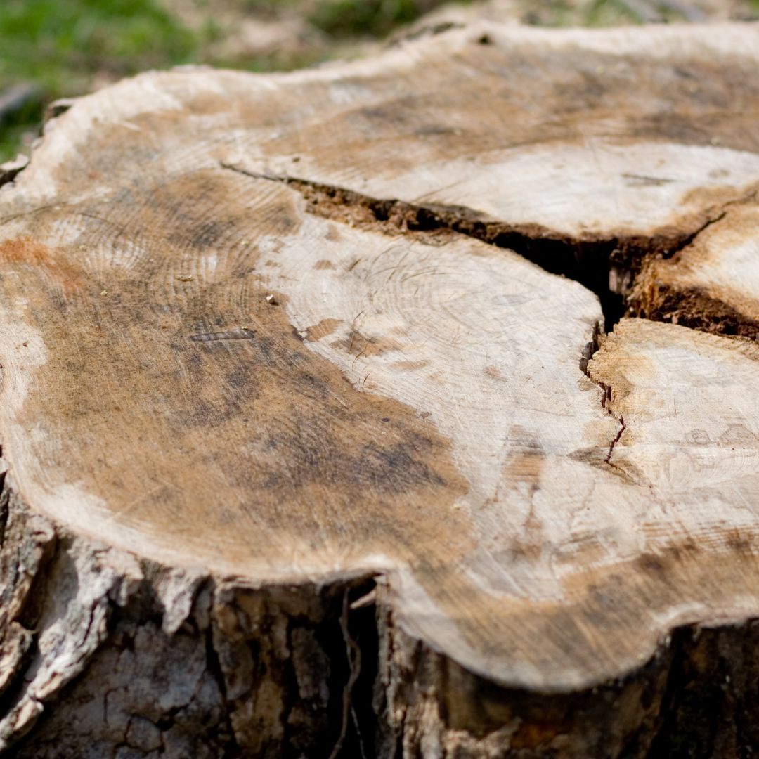 tree stump