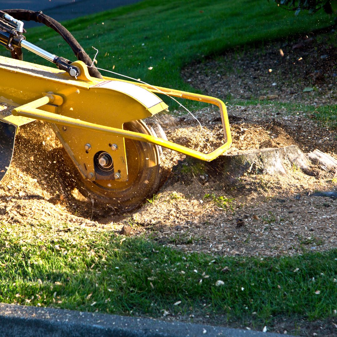 grinding up tree stump