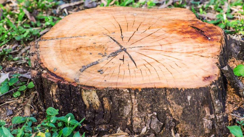 tree stump
