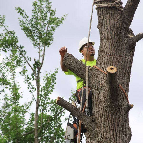 Man cutting down a tree