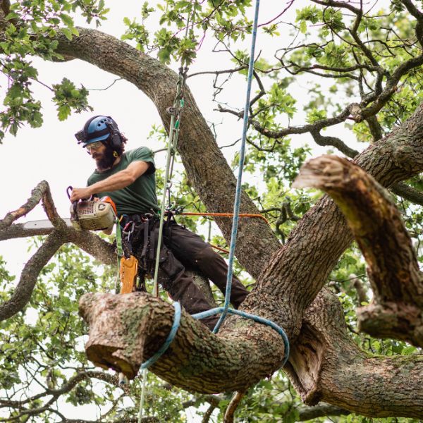Man cutting down a tree