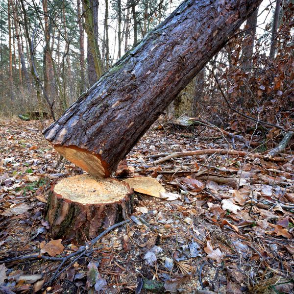 Tree falling