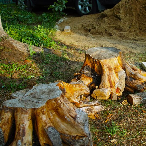 Two tree stumps