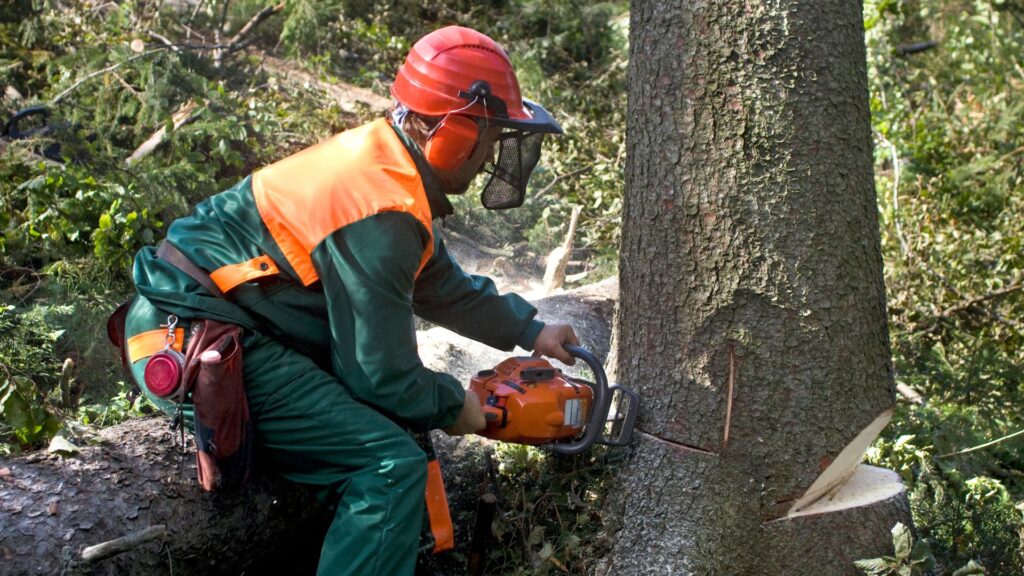 Man cutting down a tree