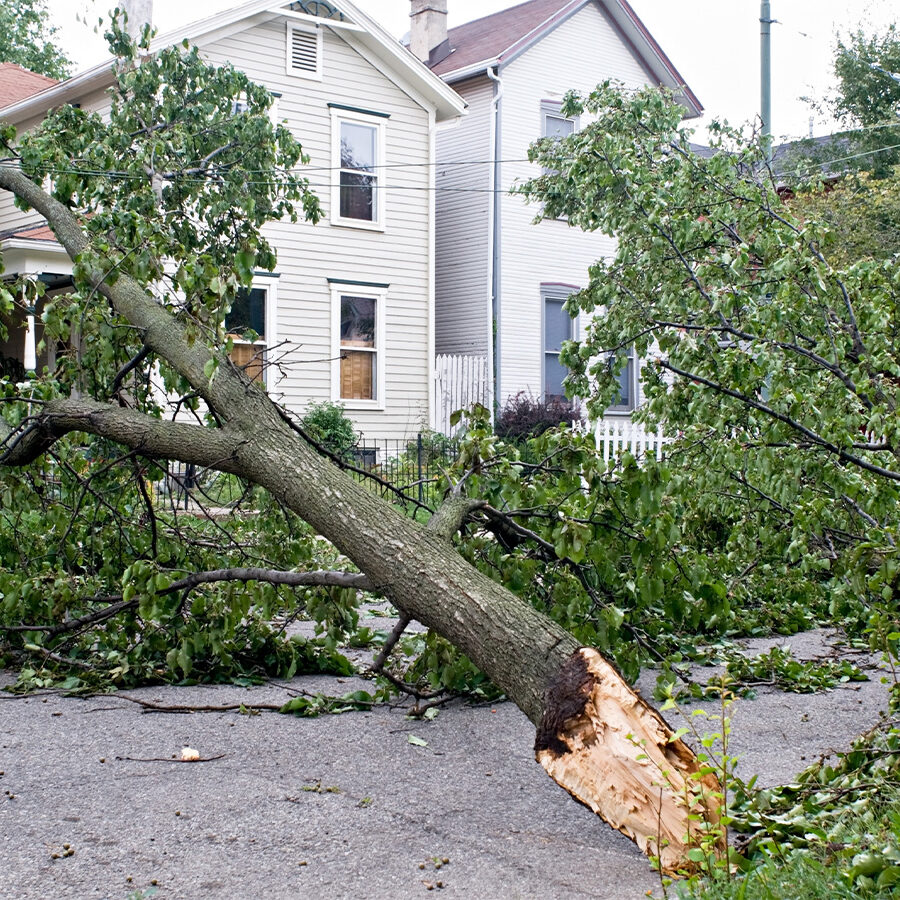 Image of a tree that has fallen due to a storm.