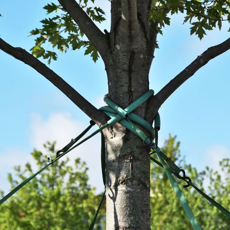 Tree Bracing