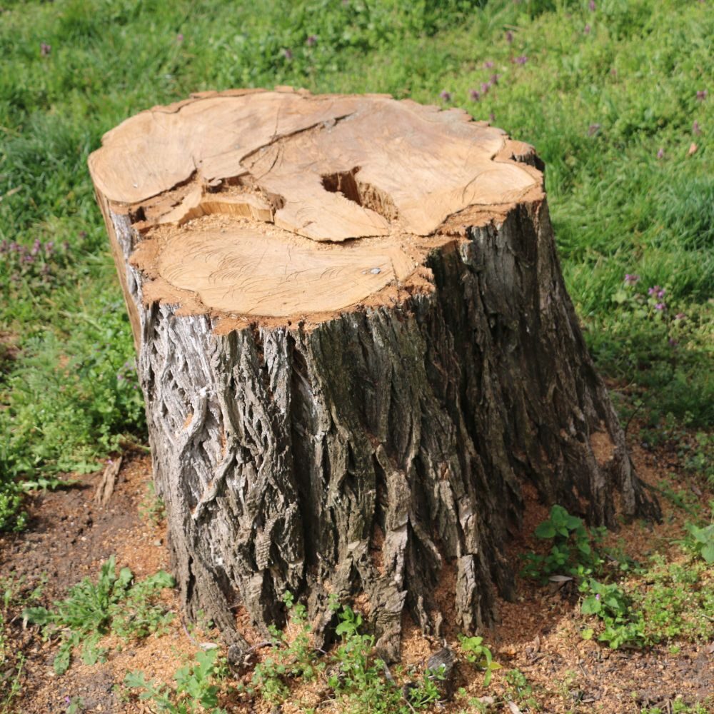 Tree stump