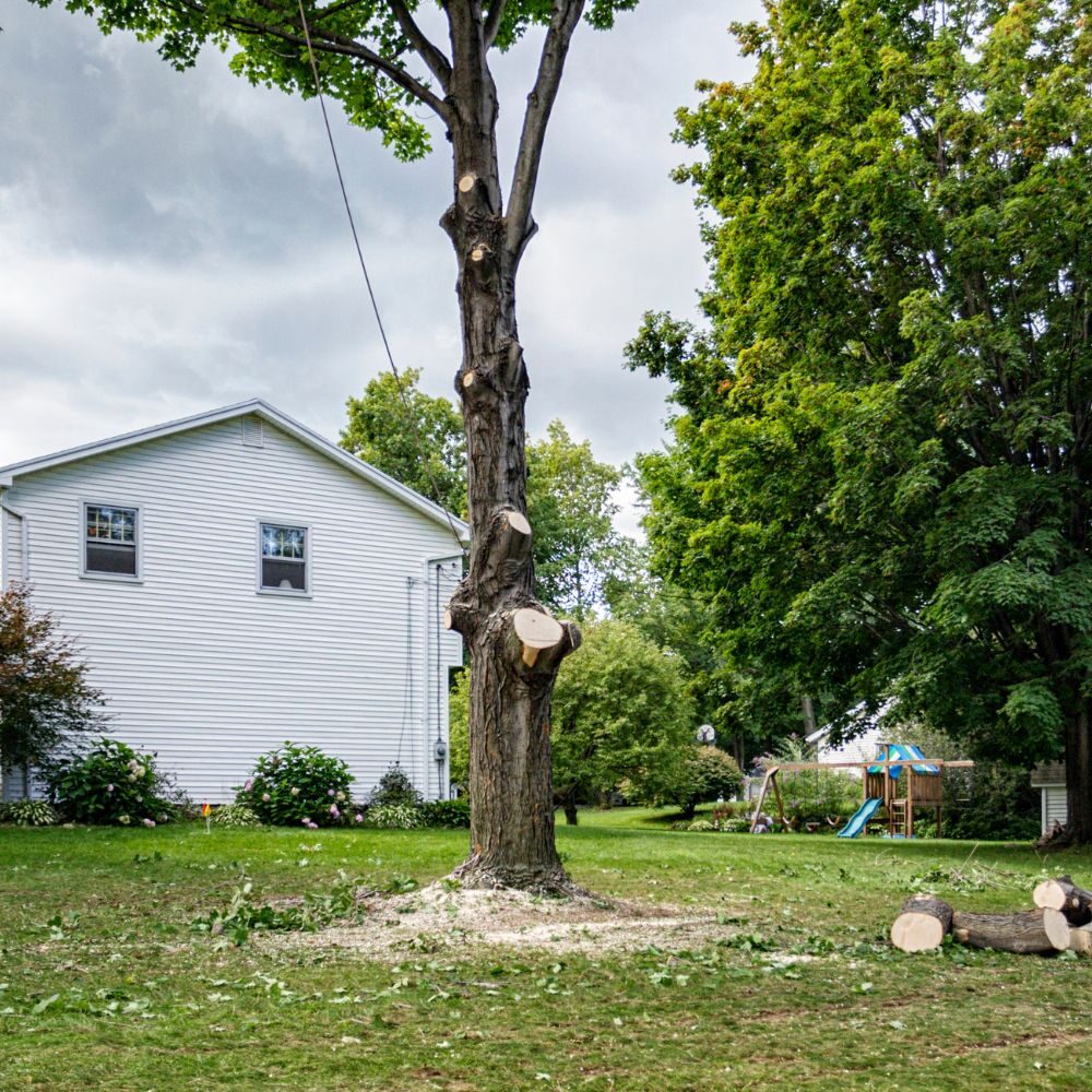 Tree with many branches cut off